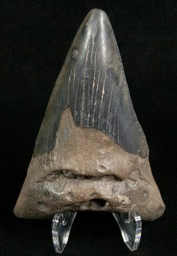 Bargain Angustidens Tooth - Pre-Megalodon #5628